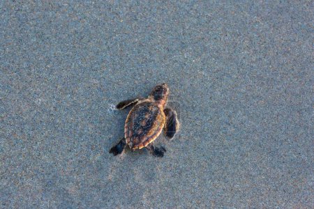 Foto de Una vista superior de una pequeña tortuga marina moderna sobre una arena - Imagen libre de derechos