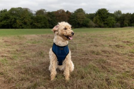 Photo for A closeup of a dog in a blue vest sitting in the meadow. - Royalty Free Image