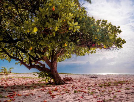 Foto de Un primer plano de un hermoso árbol en las arenas contra el mar - Imagen libre de derechos