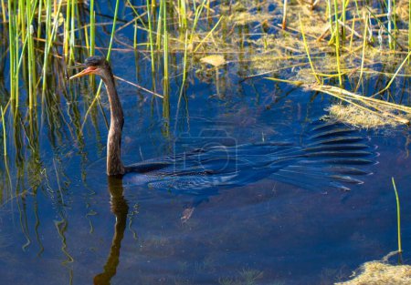 Photo for An anhinga swimming in a pond - Royalty Free Image