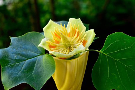 Téléchargez les photos : Gros plan d'une fleur jaune de tulipes d'Amérique, Liriodendron tulipifera, au feuillage vert dans le jardin par une journée ensoleillée - en image libre de droit