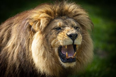 Photo for A closeup of a roaring furry Barbary lion captured in wilderness - Royalty Free Image
