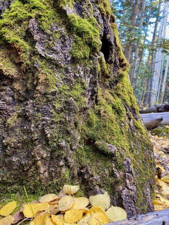 Photo for A vertical closeup shot of the mossy bark of the tree - Royalty Free Image