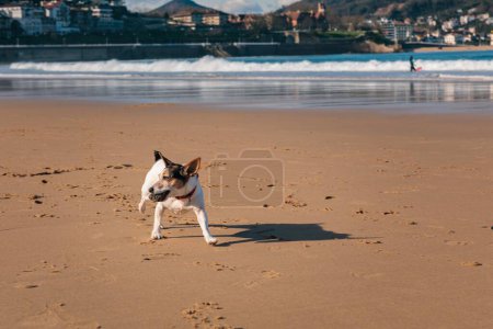 Téléchargez les photos : Un chien Jack Russell Terrier mignon courant le long d'une plage tout en tenant une pierre dans sa bouche - en image libre de droit