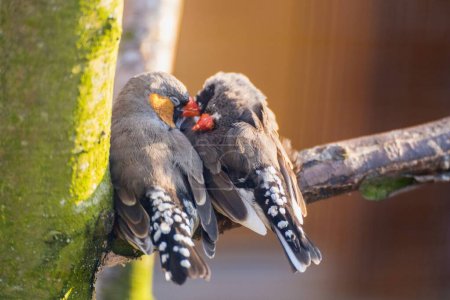 Téléchargez les photos : Un gros plan de deux oiseaux zébrés australiens qui s'aiment sur une branche d'arbre - en image libre de droit