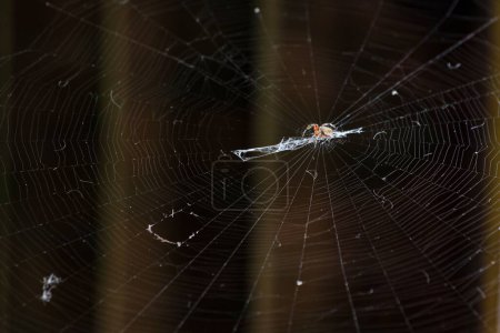 Photo for A barn spider on the cobweb against the blurry dark background. - Royalty Free Image