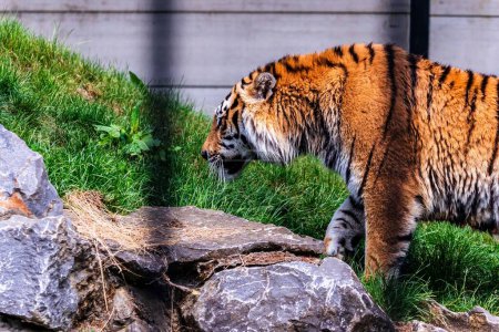 Téléchargez les photos : Un gros plan d'un tigre sibérien dans un zoo sous la lumière du soleil avec un fond flou - en image libre de droit