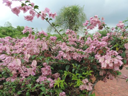 Téléchargez les photos : Gros plan de grappes de bougainvilliers roses dans les jardins botaniques de Singapour - en image libre de droit