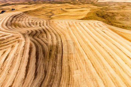 Foto de Una vista aérea del campo de trigo con un patrón de colinas onduladas - Imagen libre de derechos