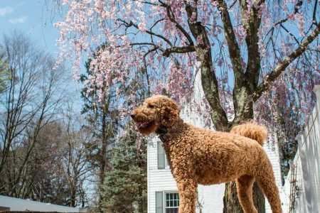 Photo for A close up side view of fluffy Labradoodle dog playing in the park with blooming trees on sunny day - Royalty Free Image