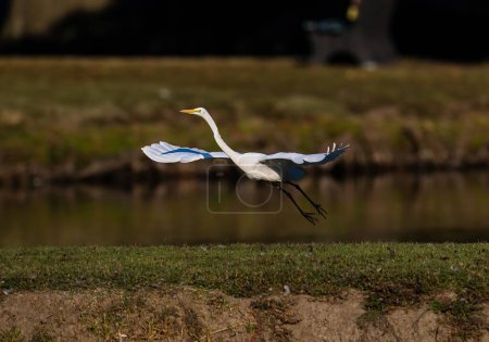 Téléchargez les photos : Un beau cliché d'une grande aigrette blanche survolant un paysage - en image libre de droit