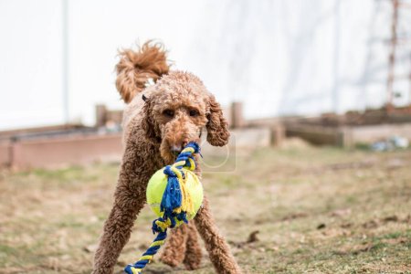 A beautiful red-brown poodle playing with a ball outdoors