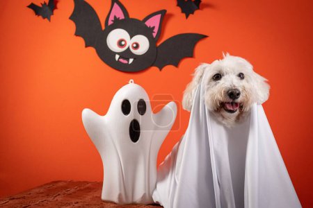 Téléchargez les photos : Gros plan d'un chien Coton de Tulear habillé pour Halloween devant un fond orange - en image libre de droit