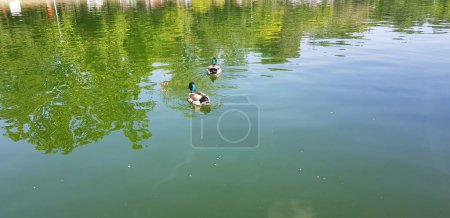 Foto de Dos patos en el lago en la hermosa naturaleza. - Imagen libre de derechos