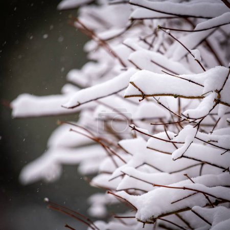 Téléchargez les photos : Un arbre sans feuilles aux branches minces recouvertes d'épaisses couches de neige, un beau fond hivernal - en image libre de droit