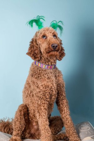 Photo for A red-brown poodle with funny green ears on its head against a blue wall - Royalty Free Image