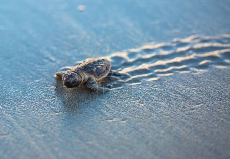 Foto de Una vista de cerca de una pequeña tortuga marina moderna caminando sobre una arena - Imagen libre de derechos