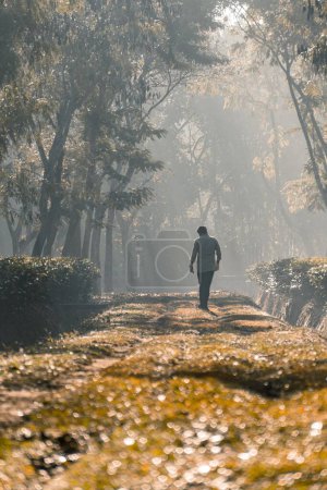 Photo for On a misty morning in the sunlight, a man walks along a tree-lined path - Royalty Free Image