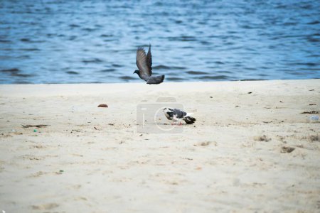 Foto de Dos palomas en la arena de una playa con el mar fuera de foco en el fondo. Una paloma voló. Hermoso día. Salvador, Bahía, Brasil. - Imagen libre de derechos