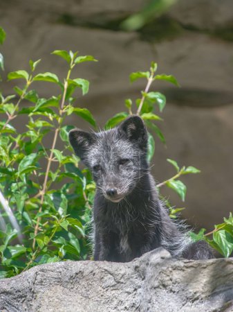 Téléchargez les photos : Mise au point sélective d'un renard gris au zoo Hellabrunn à Munich, Allemagne - en image libre de droit