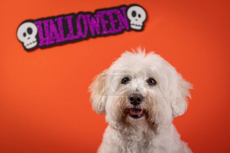 Foto de Un primer plano de un perro Coton de Tulear disfrazado para Halloween frente a un fondo naranja - Imagen libre de derechos