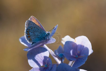 Foto de Una macro toma de una mariposa azul tachonada de plata posada sobre hortensias francesas - Imagen libre de derechos