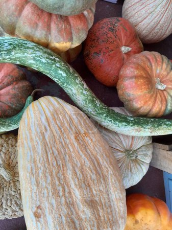 Téléchargez les photos : Citrouilles et gourdes dans un marché agricole local. Belle récolte d'automne de ces gros légumes! - en image libre de droit