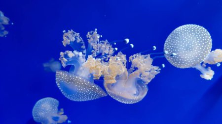 Foto de Un primer plano de medusas blancas en fondo azul - Imagen libre de derechos