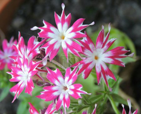 Foto de Planta con flores de jardín Phlox Star Loly. Family- Polemoniaceae. Cultivada como planta ornamental. - Imagen libre de derechos