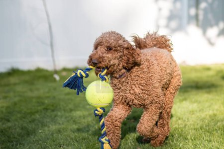 Nahaufnahme Porträt des flauschigen Labradoodle-Hundes, der an sonnigen Tagen im grünen Park läuft und mit einem Spielzeug spielt