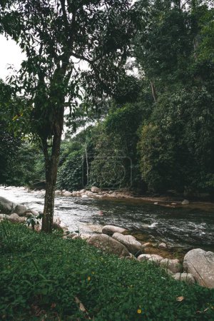 Foto de Un disparo vertical del río Sungai Kampar que fluye en un bosque - Imagen libre de derechos