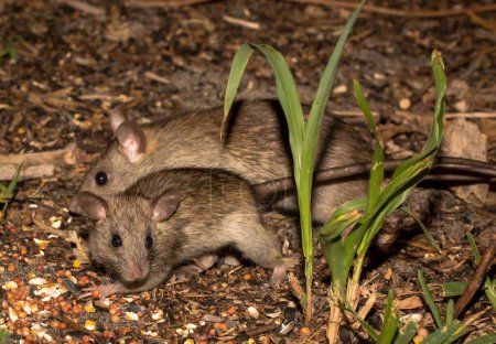 Foto de Un primer plano de dos ratas marrones arrastrándose por el suelo de un bosque - Imagen libre de derechos