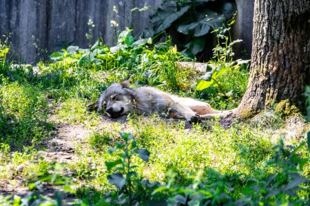 Téléchargez les photos : Un loup dormant sur une herbe dans les bois par une journée ensoleillée - en image libre de droit