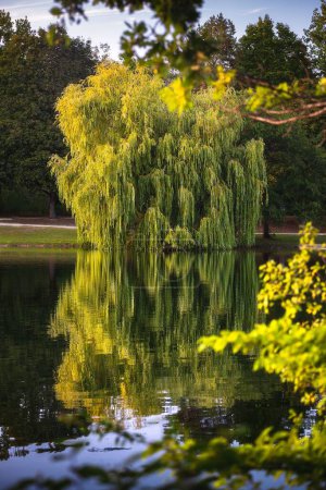 Photo for A scenic shot of a weeping willow tree and the reflection of leaves on the surface of the pond - Royalty Free Image