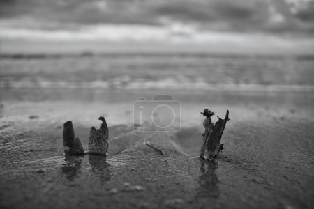 Téléchargez les photos : Vue en niveaux de gris des brindilles et feuilles sèches sur le rivage sablonneux, île de Wight, Angleterre - en image libre de droit