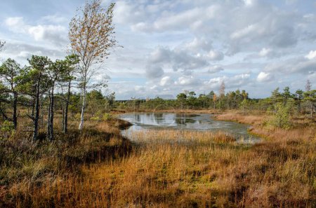 Foto de Un pantano en un hermoso paisaje con árboles reflejados en el agua bajo el cielo nublado - Imagen libre de derechos