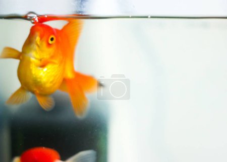Téléchargez les photos : Un gros plan de poissons rouges dans un aquarium avec un fond bokeh - en image libre de droit