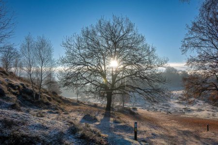 Téléchargez les photos : Les rayons du soleil levant vus à travers les branches d'un arbre sans feuilles dans un champ gelé - en image libre de droit