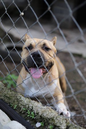 Foto de Buster guardia americano pitbull terrier - Imagen libre de derechos