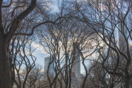 Foto de Una vista panorámica de rascacielos altos y edificios en la ciudad de Nueva York, con árboles de madera en primer plano - Imagen libre de derechos