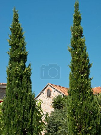 Téléchargez les photos : Deux cyprès aux maisons traditionnelles au ciel bleu à Le Castellet, France, plan vertical - en image libre de droit