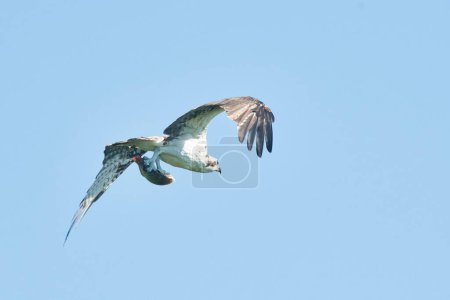 Foto de Una vista de una hermosa águila pescadora volando después de una captura fresca en un cielo azul - Imagen libre de derechos