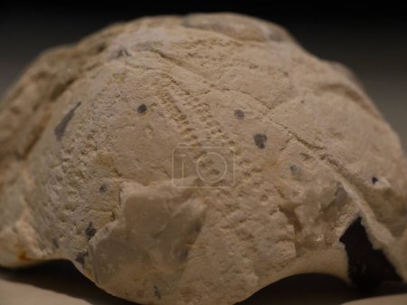 Foto de Un primer plano del fósil de erizo de mar - Imagen libre de derechos