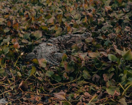 Foto de Una vista panorámica de un cocodrilo del Nilo arrastrándose entre las hojas en el suelo - Imagen libre de derechos