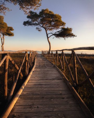 Téléchargez les photos : Un sentier en bois entouré d'arbres en arrière-plan de la mer au coucher du soleil - en image libre de droit