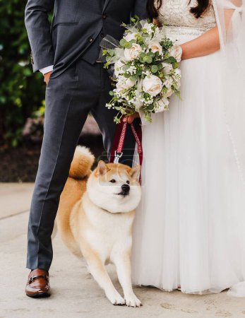 Foto de El perro mullido marrón-blanco con las piernas estiradas hacia adelante entre la novia y el novio - Imagen libre de derechos