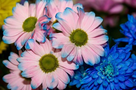 Téléchargez les photos : Fleurs rose vif et bleu - en image libre de droit