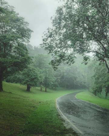 Photo for Road in the misty forest in the rain. Perfect forest road in an overcast rainy day - Royalty Free Image