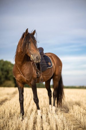 Foto de Un semental de caballo español con brida y silla de montar en el campo de hierba marrón con cielo azul, tiro vertical - Imagen libre de derechos