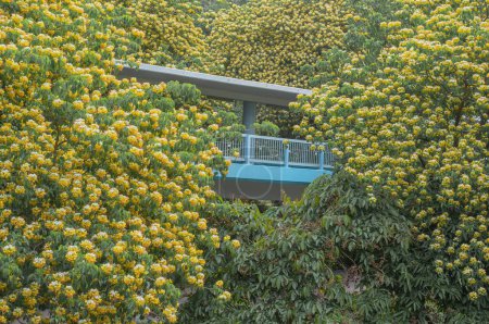 Photo for A bridge surrounded by the dense beautiful Senna surattensis trees with yellow flowers - Royalty Free Image